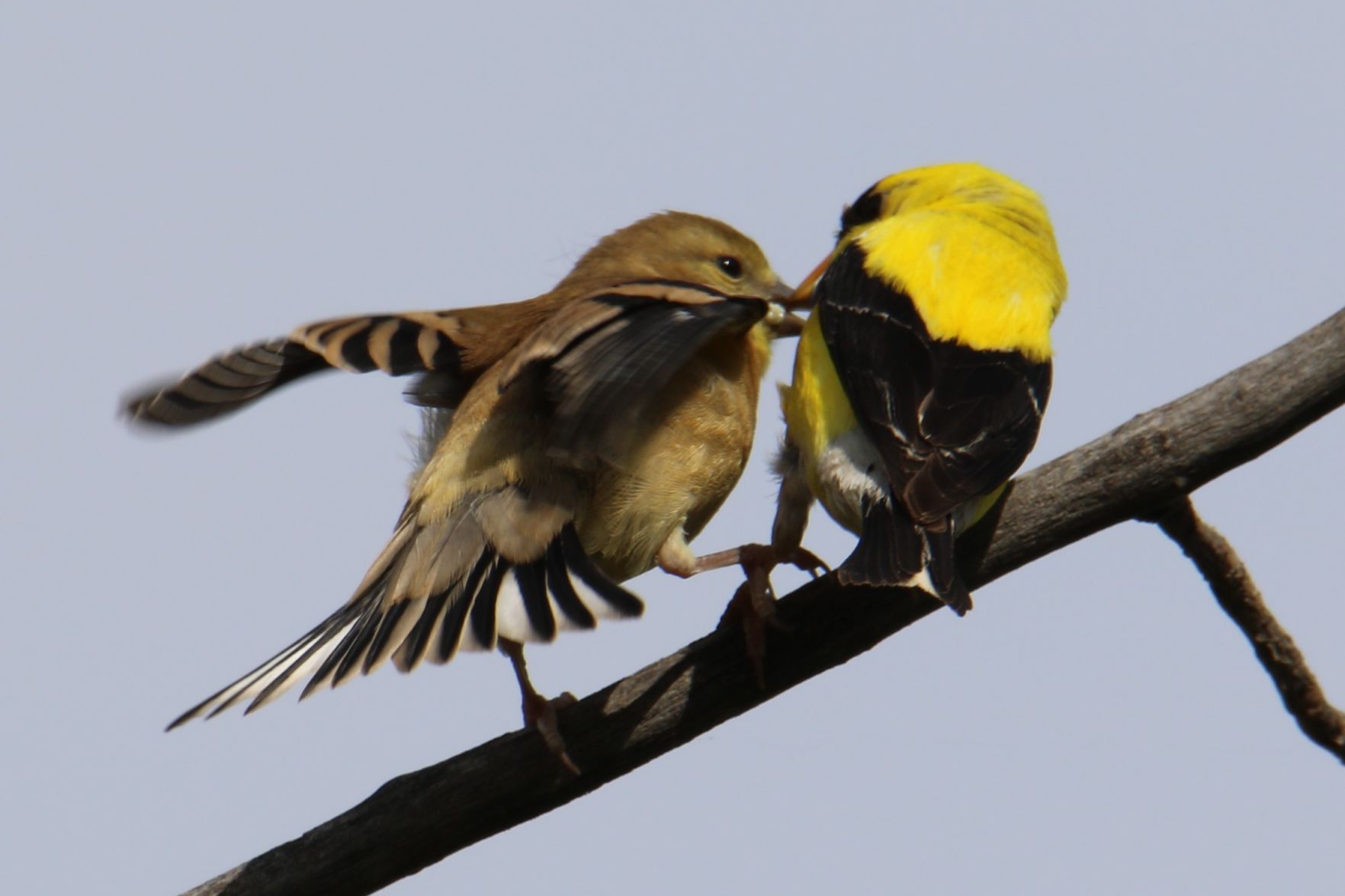 Goldfinches
